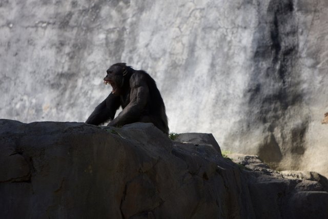 Resting Ape