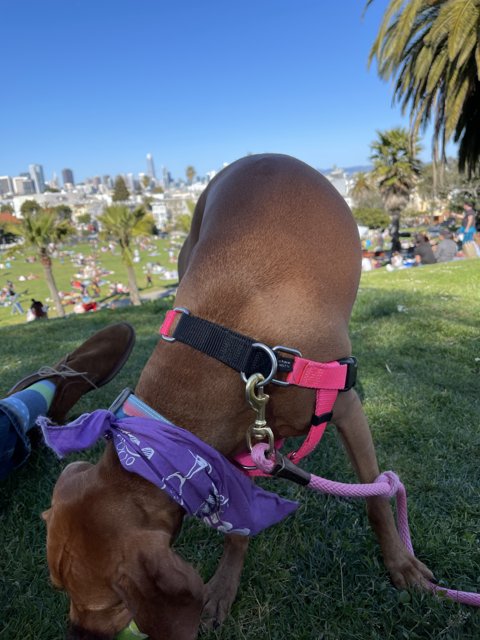 Fashionable Canine at Mission Dolores Park