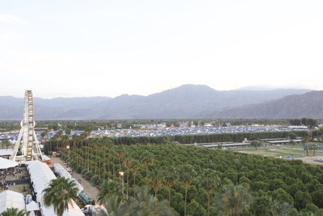 Serene View of Palm Trees and Mountains