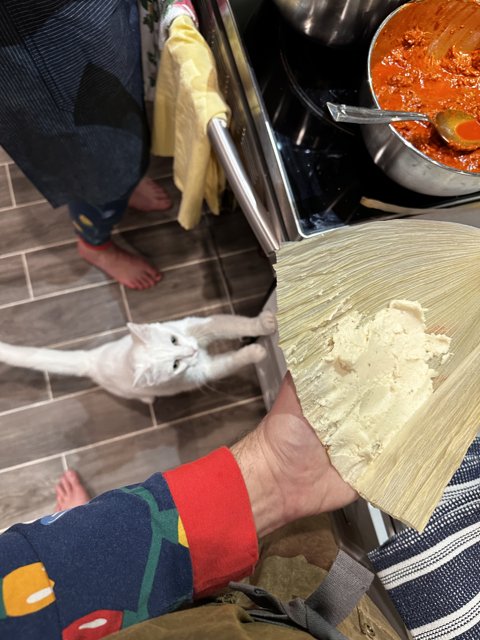 Corn on a Plate Cat