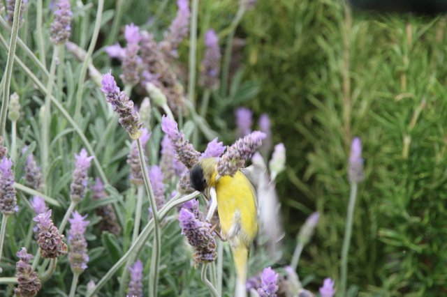 Goldfinch Feeding on Purple Lavender Flowers