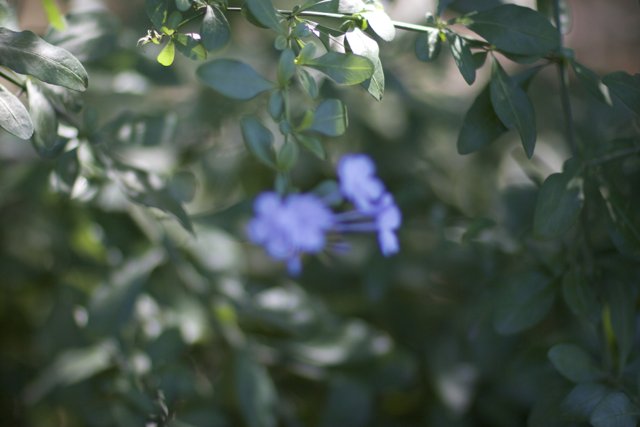 Blue Geranium Flower on Branch
