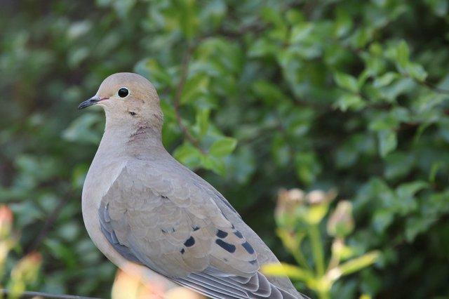 Mourning Dove Portrait in Natural Garden Setting