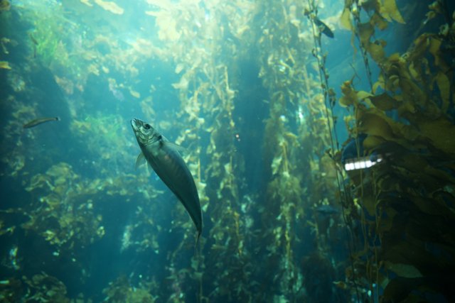 Underwater Dance in Monterey: Coho Among the Kelp