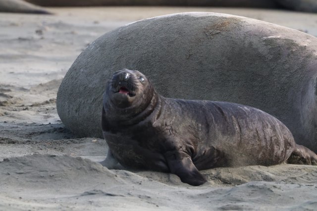 Northern Elephant Seal Pup Resting on Sandy Beach