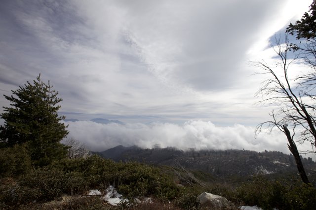 Clouds and Trees from a Mountain Top