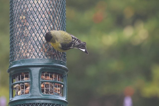 Lesser Goldfinch Feeding at Backyard Bird Feeder