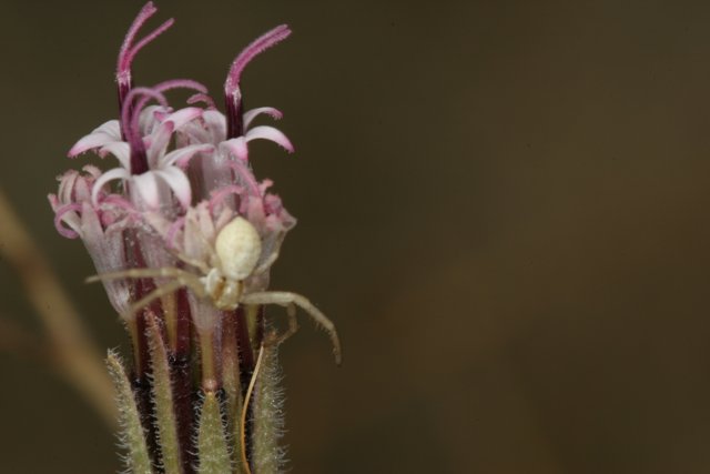 Garden Spider Sitting on Acanthaceae Flower
