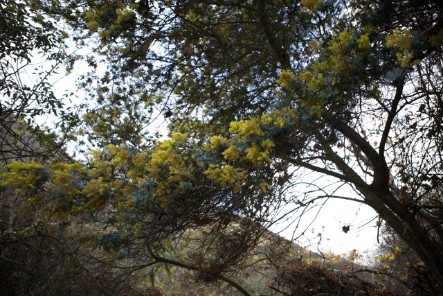 Mimosa Tree in the Woodland
