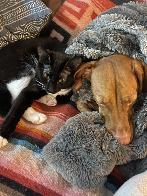 Feline and Canine Nap Buddies