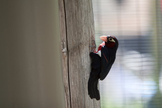 Black and Red Bird with a Fiery Beak