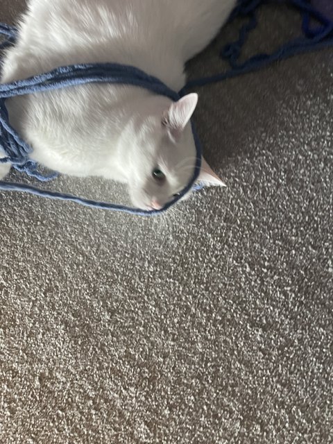 The White Cat and the Blue Strap
