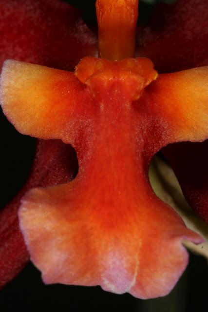 Vibrant Red and Orange Orchid