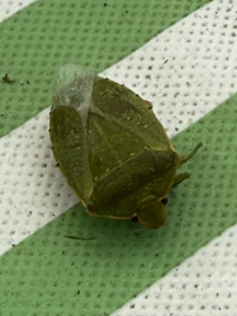 Leafy Encounter