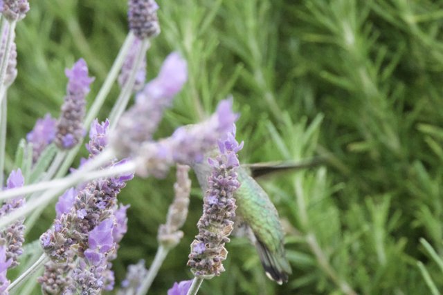 Whispers of Spring: A Delicate Dance