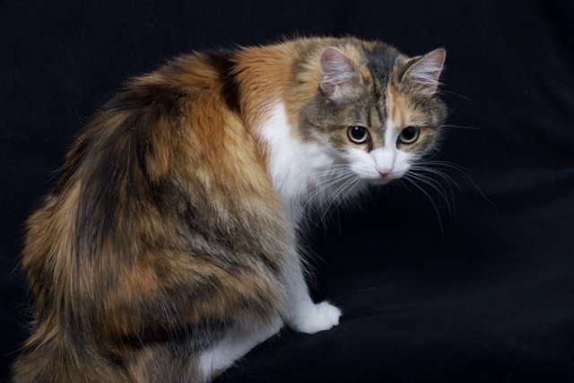 Mysterious Calico Cat