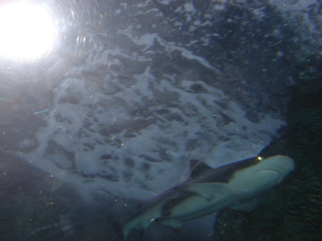 Majestic Shark in its Underwater Habitat