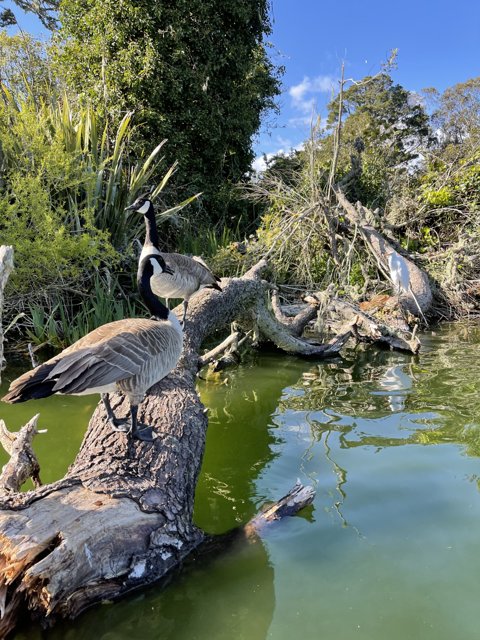 Geese on a Fallen Tree Branch in Stow Lake