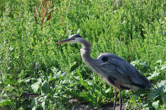 Great Blue Heron Hunting in Lush Wetland Vegetation
