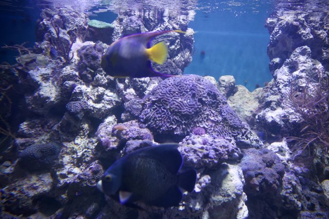 Aquatic Symphony in the Coral Kingdom