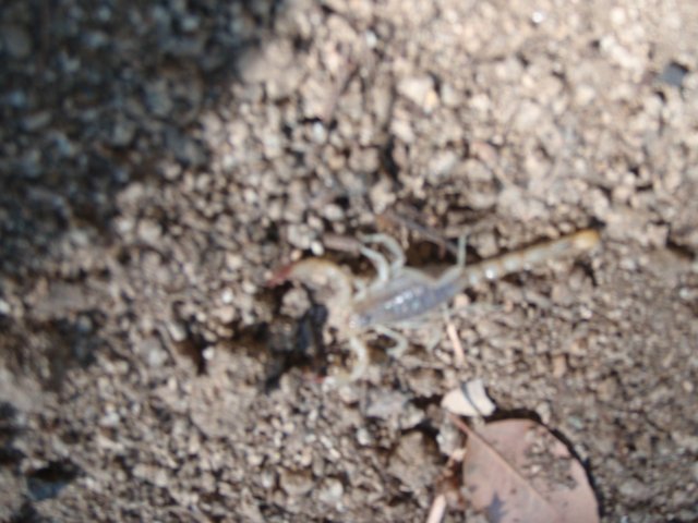 Scorpion in the Soil