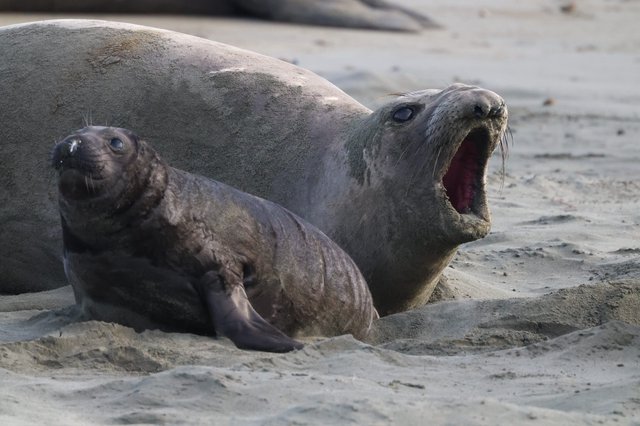 Elephant Seal Mother and Pup at Drakes Beach