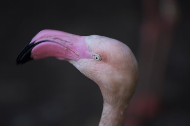 Inquisitive Flamingo