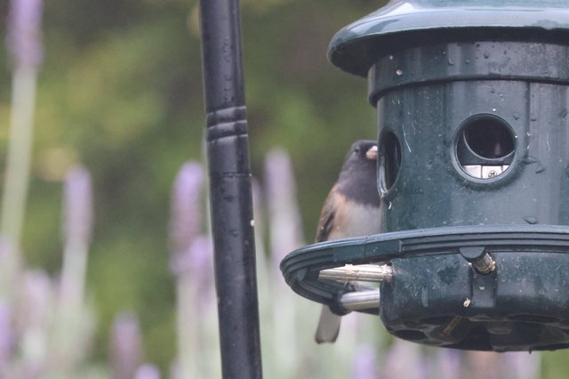 House Sparrow Perched on Garden Bird Feeder
