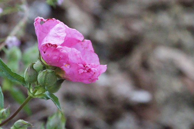 Blushing Elegance in Bloom
