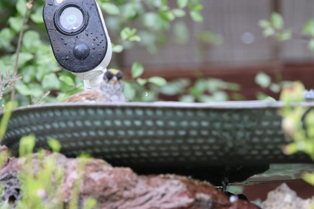 Outdoor Security Camera Overlooking Garden Bird Bath