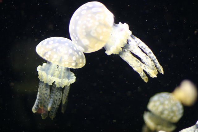Serene Jellyfish Encounter