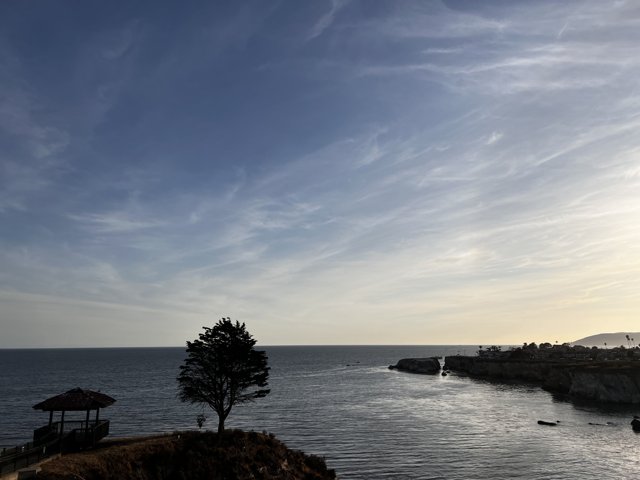 Lone Tree Overlooking the Ocean