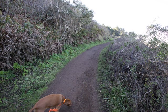 Canine Adventure in the 2024 Marin Headlands