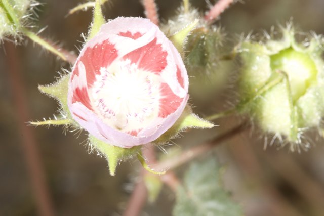Geranium Bloom in the Desert