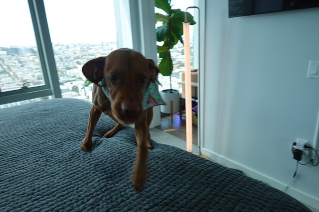 Puppy Playing on Bed in High-Rise Apartment
