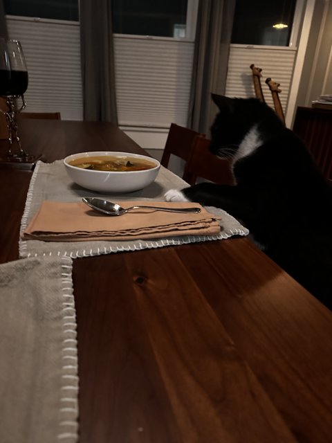 The Sophistication of a Cat and a Bowl of Soup