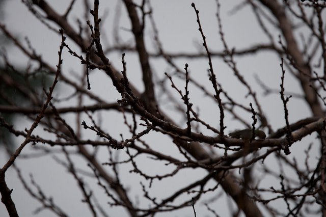 Bare Winter Branches Against Overcast Sky