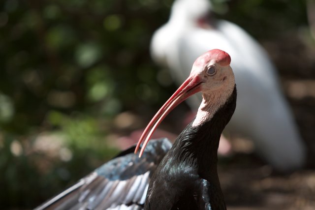 Elegant Stork with a Unique Beak