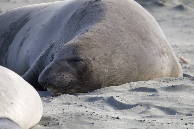 Elephant Seal Resting on Sandy Beach at Drakes Beach