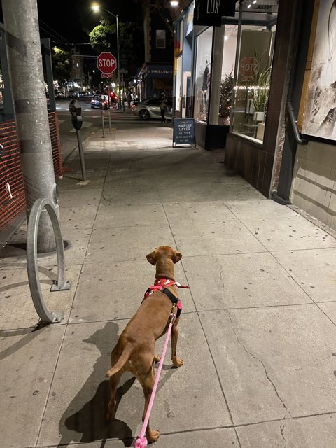 Urban Dog Stroll