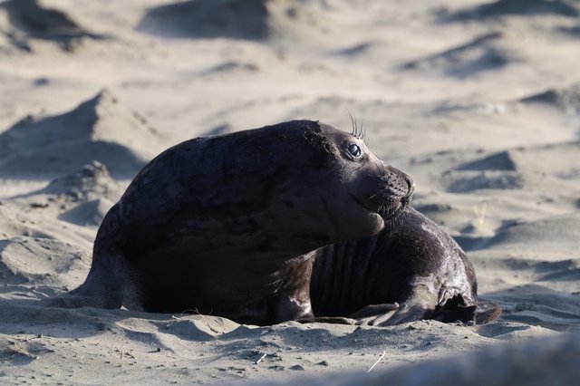 Young Elephant Seal Pup Resting on Sandy Beach
