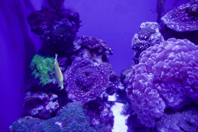 Vibrant Underwater World: The Purple Aquarium