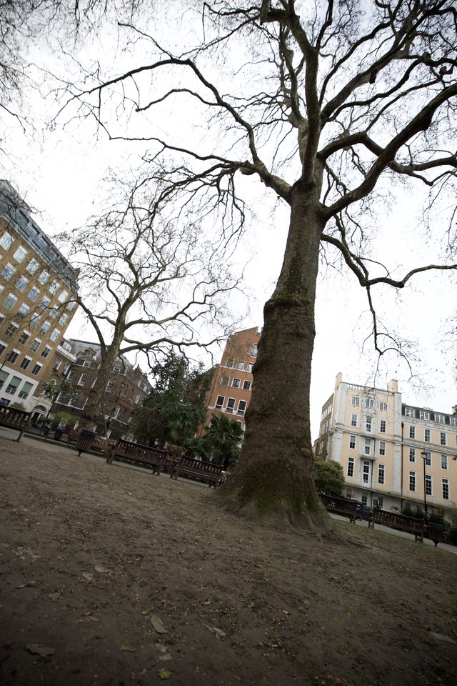 Bare Winter Trees in London Urban Square