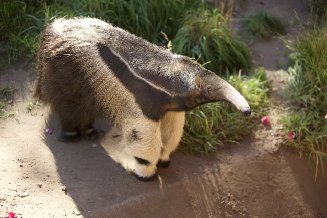 Giant Anteater Adventure at SF Zoo