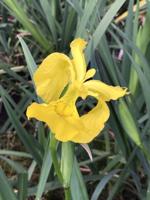 Yellow Iris in a Sea of Green