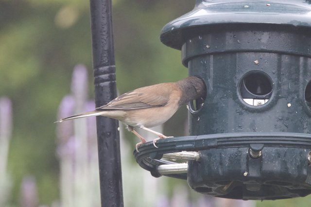 Blackcap Foraging at Garden Bird Feeder