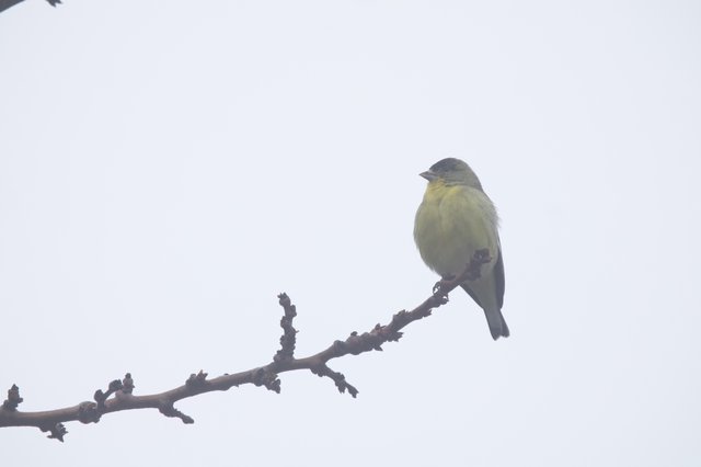 Lesser Goldfinch Perched on Winter Branch