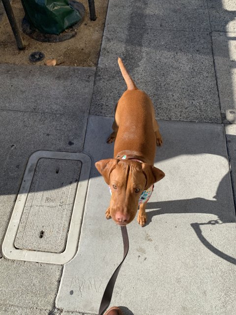 Canine Companion on the City Sidewalk