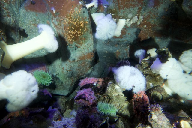 Sea Urchins in their Underwater Habitat