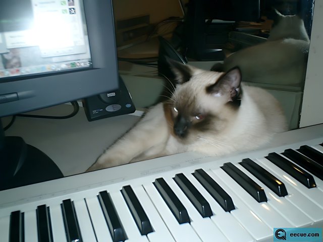 Feline Maestro at Play
